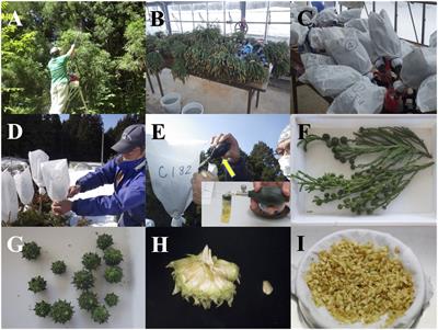 An Improved and Simplified Propagation System for Pollen-Free Sugi (Cryptomeria japonica) via Somatic Embryogenesis